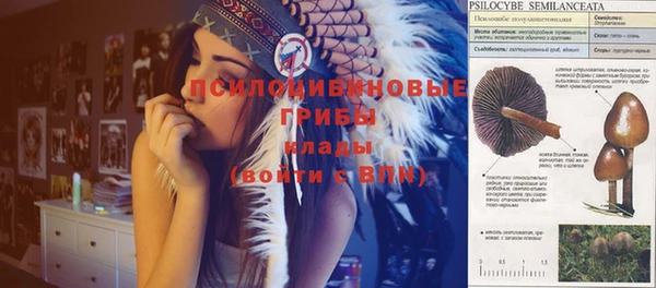 сатива Заволжье